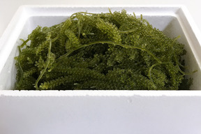 生産者直送 生海ぶどう 茎付き 1kg 沖縄県産 食べチョク 農家 漁師の産直ネット通販 旬の食材を生産者直送 生産者直送 生海ぶどう 茎付き 1kg 沖縄県産 食べチョク 農家 漁師の産直ネット通販 旬の食材を生産者直送