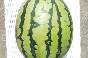 【スイカ1玉約4kg(3.5kg以上)】夏を思いっきり楽しむ!旨みとシャリ感抜群!【品種：ぷちっと】【8月上旬発送開始！】