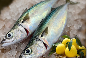 青空レストランで紹介されたフルーツ魚
平戸なつ香サバ（約500ｇ×２尾）【さばき方＆魚レシピ付き】
長崎を代表するフルーツ魚　【熨斗対応可】【お中元】【夏ギフト】