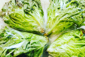 リーフレタス赤（100サイズ） Red Leaf Lettuce 