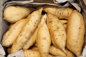 白いお芋 ホクホクとした栗のようなサツマイモ 4 5 黄金千貫 こがねせんがん 鹿児島県産のさつまいも 食べチョク 産地直送 産直 お取り寄せ通販 農家 漁師から旬の食材を直送 白いお芋 ホクホクとした栗のようなサツマイモ 4 5 黄金千貫 こがねせんがん 鹿児島県産のさつまいも 食べチョク 産地直送 産直 お取り寄せ通販 農家 漁師から旬の食材を直送