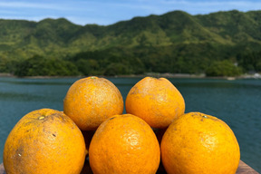 お試し箱込み1kg 自然栽培の紅河内晩柑（ジューシーオレンジ）栽培期間中に農薬、化学肥料不使用　【熊本県天草特産】