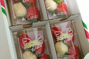【紅白いちご】
食べやすいサイズ
スカイベリーと白いちごの小４パックセット
【いちご食べ比べ】