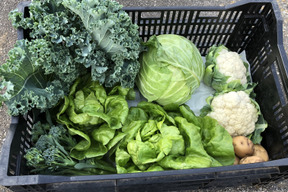 有機肥料と節減対象農薬にこだわった旬の野菜セット