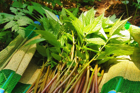 山菜 みず 自然栽培 赤みず ウワバミソウ 2ｋｇ 青森県産の野菜 食べチョク 産地直送 産直 お取り寄せ通販 農家 漁師から旬の食材を直送