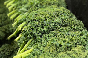 【夏ギフト】のらくら農場のケール1kg　栄養価コンテスト４冠達成！八ヶ岳山麓で農薬化学肥料を使わずに栽培