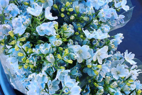 【母の日ギフト】【4月下旬から順次発送】1度で4回楽しめるお花♪仏花も◎ 規格外デルフィニウム薄水色　30本または同等ボリューム～HeavenlyBlue～