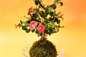 〜優しい空間を〜　苔玉　トゲ無し花キリン（液肥付き）