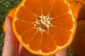 【感謝割】"完熟貯蔵”ずっしり濃いコク！青島みかん🍊箱込み5ｋｇ