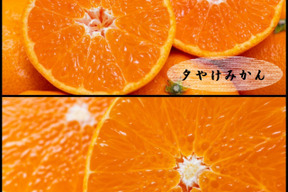 まどんな（ご家庭用・2㎏）×2箱+夕やけみかん（ご家庭用・２㎏）×２箱　※１２月上旬発送