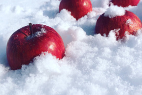 【貯蔵リンゴ】ふじ サンふじ  約8〜10玉 3キロ 希少 発送 りんご 雪室 秋田 雪 甘い 雪中貯蔵 長期保存りんご りんごの効能 Apple 母の日 ギフト フルーツ 家庭用