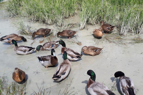 令和７年産 いのちの壱 白米（850g約６合）【はせ掛け合鴨米】農薬化学肥料不使用