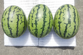 【スイカ3玉約8kg(7.5kg以上)】夏を思いっきり楽しむ!旨みとシャリ感抜群!【品種：ぷちっと】【8月上旬発送開始！】