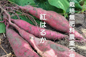 自然栽培【11月】さつまいも【紅はるか】2キロ固定種 在来種（ 淡路島産3800円）農薬不使用　無肥料栽培