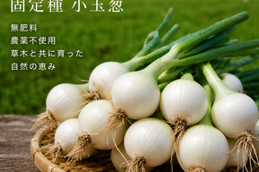 淡路島新玉葱自然栽培3キロ【固定種 在来種　完全農薬不使用　無肥料栽培　種子消毒無し【有機JAS法で認められた農薬・肥料・土壌改良剤も一切不使用】自然の力だけで栽培　数量限定予約販売開始ご予約順次発送