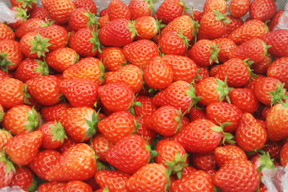 【小粒中粒フェス開催！】【内容量1400g】家族と賑やかなイチゴ祭り！