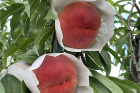 【品種指定可能🙆】【ご家庭用桃】品種おまかせ🍑2キロ🍑【届いた時は硬いが追熟すると柔らかくなるタイプのもも】【全部で５品種】【訳あり】