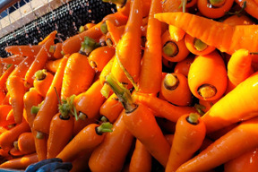 安心！安全！青森産【有機人参】10kg 【JAS認証】【自然農法認証】