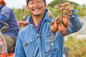 種子島産　希少品種　安納黄金いも5㎏