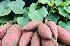 しっとり系さつまいも！舌触り滑らかなシルクスイート(3kg)