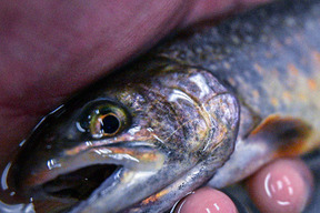 日光の旬をお届け 塩焼きがウマい ニッコウイワナ 5尾 栃木県産 食べチョク 農家 漁師の産直ネット通販 旬の食材を生産者直送