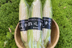 【朝どれ】8本入り　生でも食べられる！フルーツみたいな極甘　白いとうもろこし『甘いしずく』