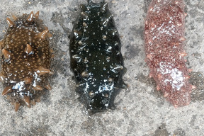 陸奥湾なまこ約1キロ(札幌～関東圏限定)東北以外の午前指定は出来ません、