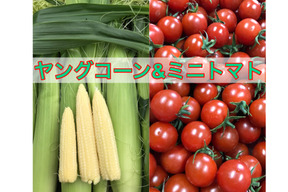 【期間限定】【セット】🌽ヒゲまで美味しいヤングコーン25本&完熟ミニトマト1kgセット🍅