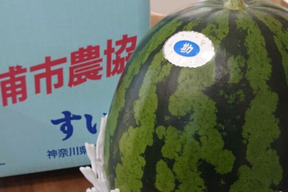 三浦のすいか 1玉(約8kg)