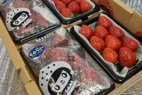 二箱 (一箱4パック入り) いろいろなサイズ 『モカベリー』 完熟いちご  苺 いちご 果物 贈答品 ※時間指定は可能です。