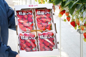 【静岡県産いちご】紅ほっぺ DX 300g×4パック