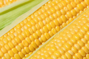 【朝採り】フルーツみたいなミラクルコーン🌽🌽🌽　み・ら・い　(味来)　10kg  (2L〜3Lサイズ　24本)