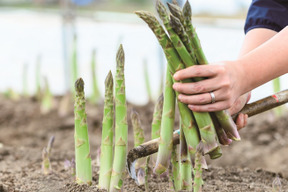 極太なのに柔らかいアスパラ　　３L・２Lサイズ　９００ｇ  【北海道赤平産】