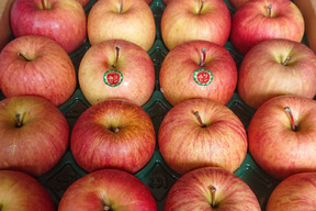 希少 青森県産 糖度14%以上保証  自然りんご栽培家庭用葉とらずサンふじ「限定販売」５kg