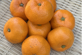 『大津みかん(四号)』5㎏ Sサイズ（１㎏あたり10-11個）大津四号発祥の地 湯河原産