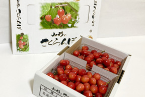 さくらんぼ「佐藤錦」　1kgバラ詰め(500gパック2入)　【朝どれ】