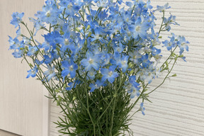 予約商品 5月にお届け 1度で4回楽しめるお花 仏花にも 規格外デルフィニウム薄水色 30本 Heavenly Blue 北海道産の花 植物 食べチョク 産地直送 産直 お取り寄せ通販 農家 漁師から旬の食材を直送