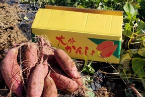 ねっとり極甘さつまいも！熟成紅はるか約5kg（S~2Lサイズ不揃い詰め合わせ）