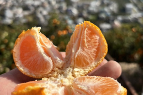 有田みかん【5kg（箱込）・ご家庭用】