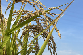 清流吉野川の恵み🌾  令和８年産　新米コシヒカリ  【玄米１０㎏】