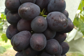 予約開始🍇【クール便】知る人ぞ知る幻の品種 高尾ぶどう 3-4房