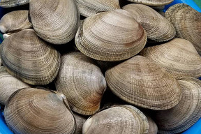 ワイズユースの恵み　根室市風蓮湖・温根沼産　アサリ＜1.5㎏＞砂出し済み