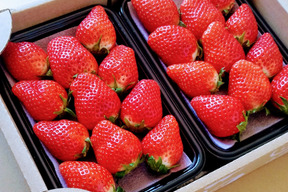 【おまかせ食べ比べ】【12/23までに発送】平詰めDXパック1箱 やよいひめ•よつぼし•おいCベリーから、採れたての新鮮ないちごを2品種、サイズおまかせでお届け！甘さ、味の違いを楽しんで！