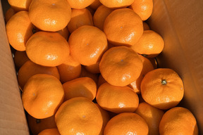 『大津みかん(四号)』5㎏ Mサイズ（１㎏あたり9-10個）大津四号発祥の地 湯河原産