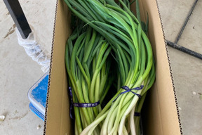 料理人が選ぶ　京都「山城のねぎ」4kg（京野菜）