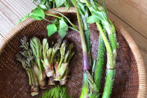 金沢産☆天然山菜入り野菜セット♪