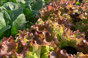 【福袋】大満足セット！葉物野菜16袋入り！【冬ギフト】