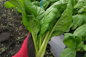 鮮度バツグン 旬の野菜セット80サイズ　６～８品種