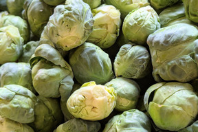 【福袋増量&割引(^^♪】双葉農園の芽キャベツ”（900g→1000g  10食分） （ちょっと割引　2580円→2500円）　【福袋】from 名水の里　神奈川県秦野市