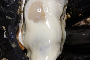 旨味たっぷり！倉橋産生牡蠣むき身 大小混ざり７００ｇ kaki,かき、カキ